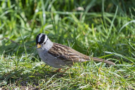 White Crowned Sparrow Nirals Photoblog