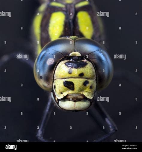 Compound Eyes Mosaic Dragonfly Stock Photo Alamy