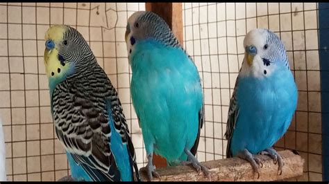 5 Hr Budgies Chirping Talking Singing Parakeets Sounds Reduce Stress Relax To Nature Bird