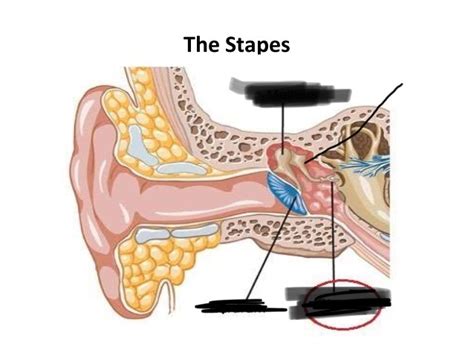 Auditory Ossicles Diagram Quizlet