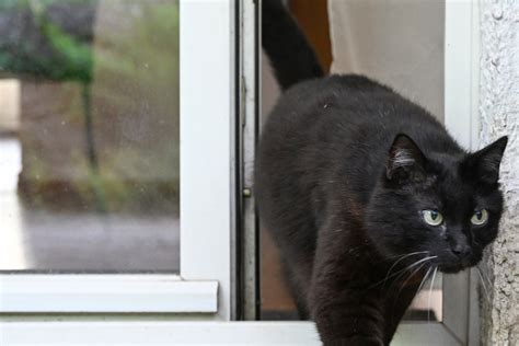 Deshalb ist der Geschlechtsakt für Katzen stressig bis tödlich Beim Sex hört der Spaß auf