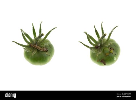 Activity Of A Tomato Moth Caterpillar A Serious Pest Feeding Through A