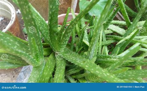 Aloe Vera Plants are Green in Color and Have Spiky, Pointed Leaves that are Grown in Pots Stock ...