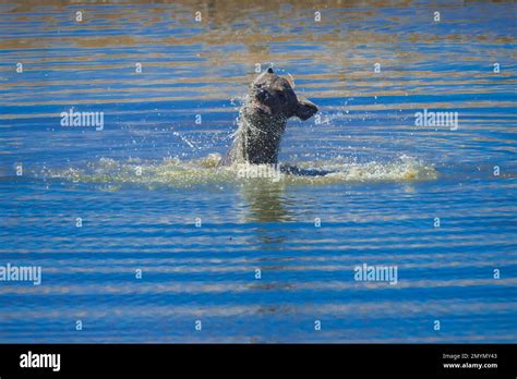 Spotted hyena (Crocuta crocuta), also known as spotted hyena, bathing