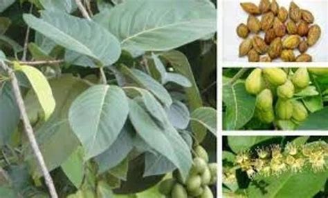 Terminalia chebula- chebula seeds at Rs 250/kilogram | Chennai | ID ...