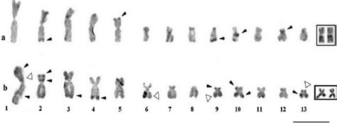 Haploid Banded Chromosome Sets Of Pelophylax Ridibundus A And Rana