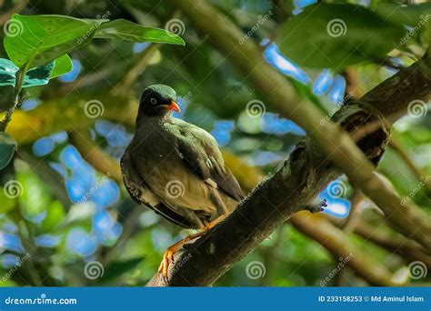 Javan Myna Bird On The Branch Stock Image Image Of Common Asia