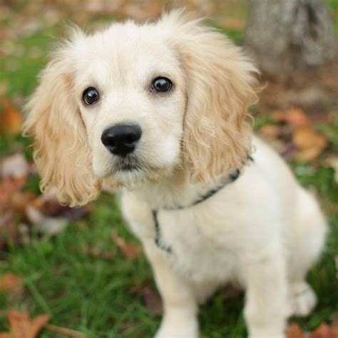 Sparky - Cocker Spaniel Mix Puppy