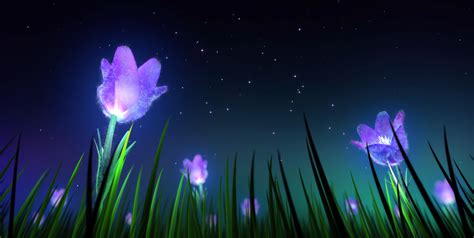 Wallpaper Flowers Night Sky 1911x961 Yukiko 1987707 Hd