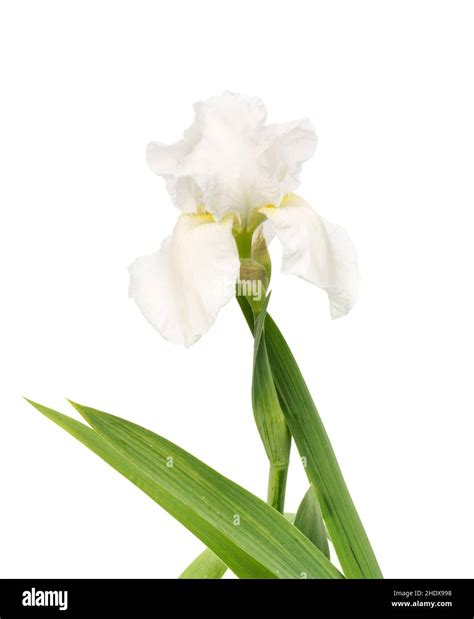 Sword Lily Iris Sword Lilies Blood Iris Iris Sanguinea Stock Photo