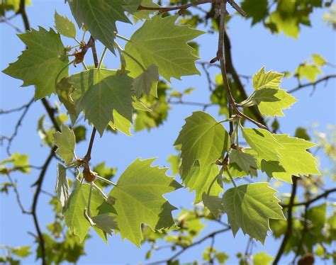 Platanus x acerifolia (London Planetree)