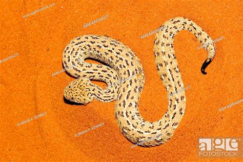 Peringuey S Desert Adder Peringuey S Adder Bitis Peringueyi