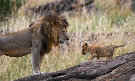 5 Little-Known Facts about Africa's 'Big Five' Animals