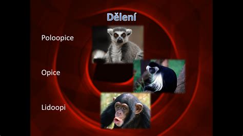 Vítejte: prezentace-Primáti