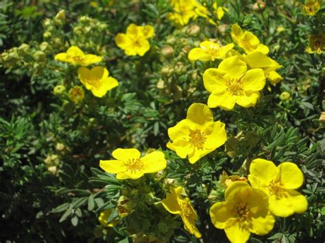 Лапчатка голдфингер в ландшафтном дизайне (76 фото) - 76 фото