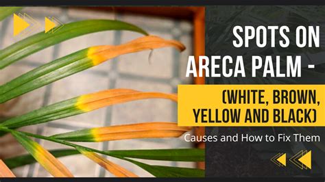 Spots On Areca Palm White Brown Yellow And Black Causes And How