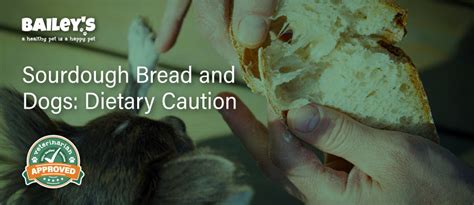 Sourdough Bread for Dogs: Is It Safe? | Bailey's CBD Guide
