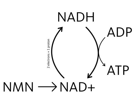 Nadh Longevity Sciences Lab