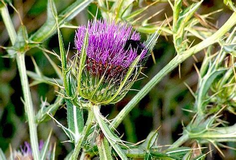 Трын-трава или чертополох (Борис Сухоруков) / Проза.ру