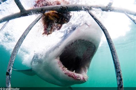 Big Animals – Great White Sharks, Mexico, South Africa, Australia