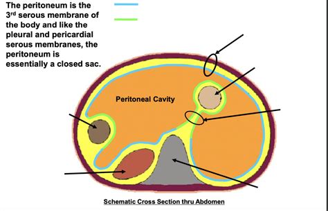 Parietal And Visceral Peritoneum Diagram Quizlet