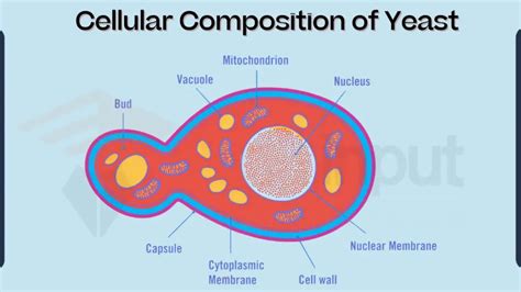 The Cell Structure Of Yeast With Diagram