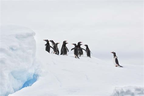 Antarctic Adventure Cruises | One Ocean Expeditions