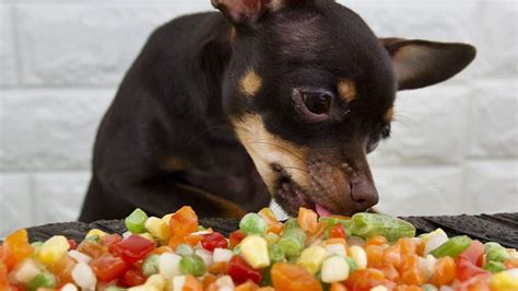 Pueden Los Perros Comer Frutas Y Verduras Perropedia