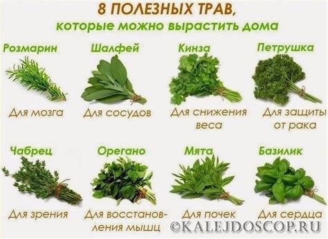 Какие травы для чего 🌿 | Трава, Здоровье, Траволечение