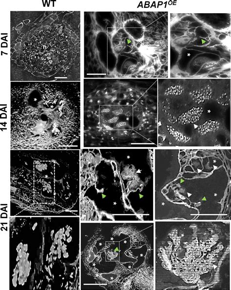 Frontiers | The Armadillo BTB Protein ABAP1 Is a Crucial Player in DNA