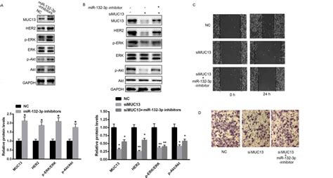 Reduction Of MiR1323p Contributes To Gastric Cancer Proliferation By