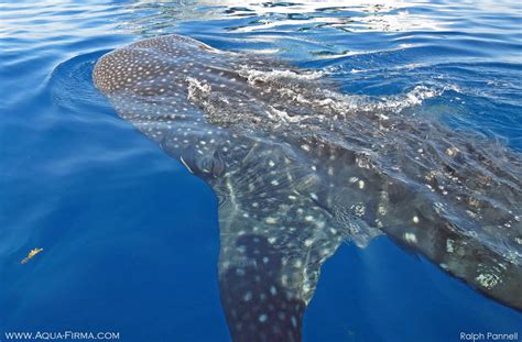 Swim with Whale Shark Research & Photography Team | Mexico