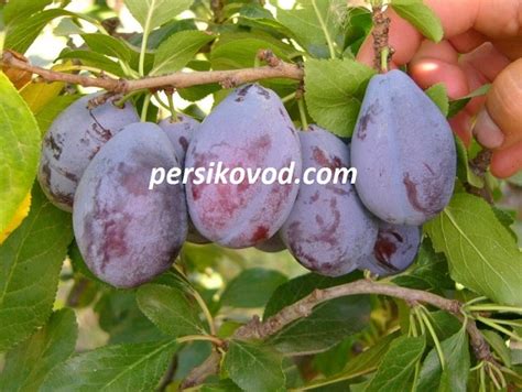 Купить саженцы Слива Амерс (Amers) Алыча в Украине: цена, фото ...