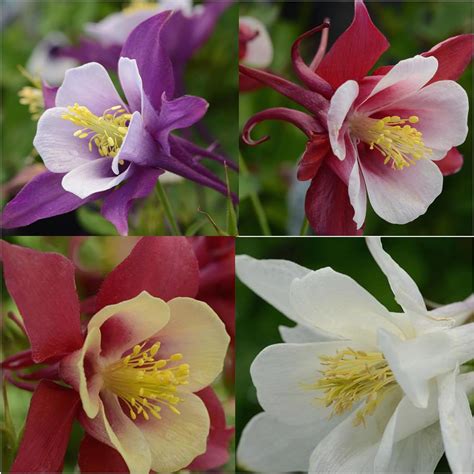 Aquilegia Earlybird Collection 3 Established Garden Plants In 9cm Pots