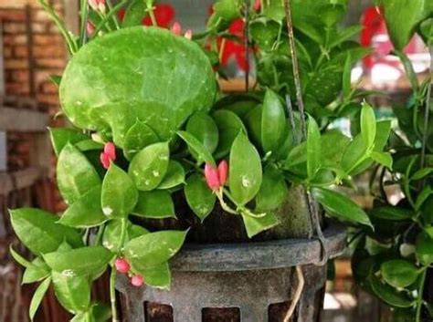 Дисхидия фото, уход за цветком, размножение дисхидии, посадка и уход ...