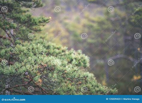 Lonely Naked Trees In Swamp Area In Autumn Vintage Retro Look Stock Image Image Of Hayfield