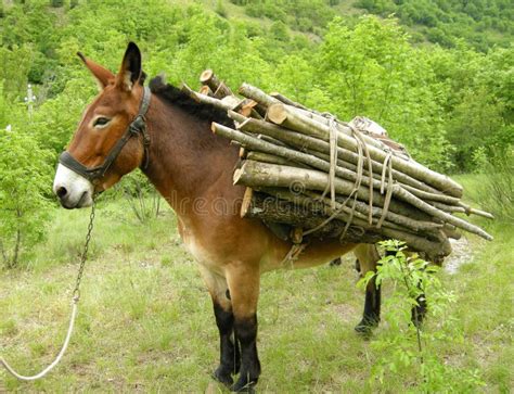 42,669 осел стоковые фото – бесплатные и стоковые фото RF от Dreamstime