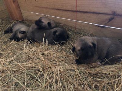 Kangal Puppies for Sale - Sivas Kangal Dogs