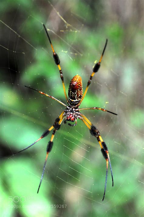 Banana Spiders Louisiana