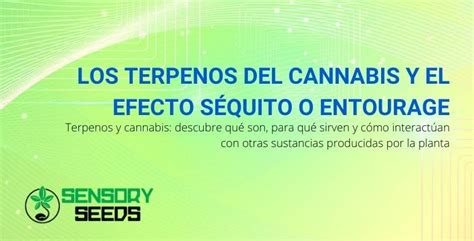 Terpenos Y Cannabis El Efecto Entourage Sensory Seeds