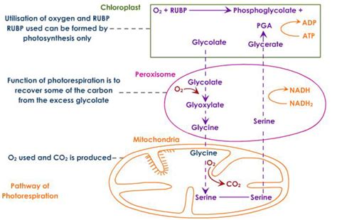 Photorespiration In C3 Plants Start From