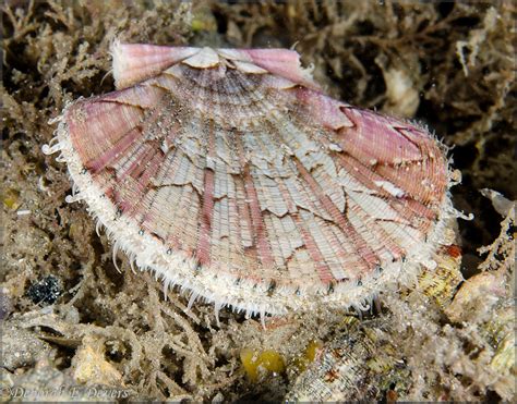 Euvola Ziczac Linnaeus 1758 Zigzag Scallop