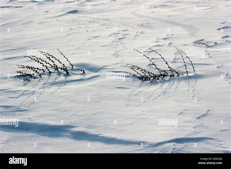 Dry Mullein Plant On Snow Stock Photo Alamy