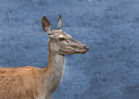 Deer Red Wild Free Photo On Pixabay Pixabay