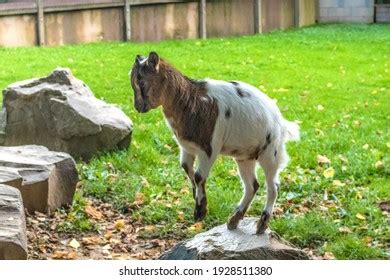 Male Boer Goat Very Awarded Brazil Stock Photo Shutterstock