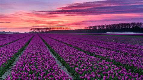 HD wallpaper: white tulips field, bulbs, spring, holland, tulip fields ...