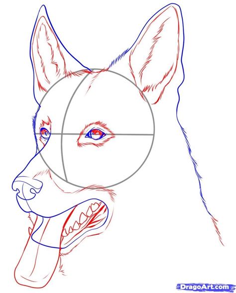 how to draw a dog step by step realistic