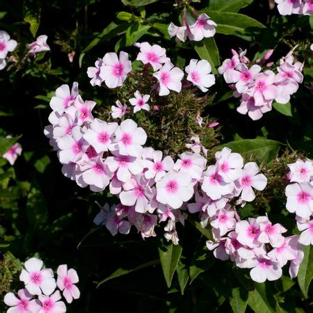 Флокс "Phlox"