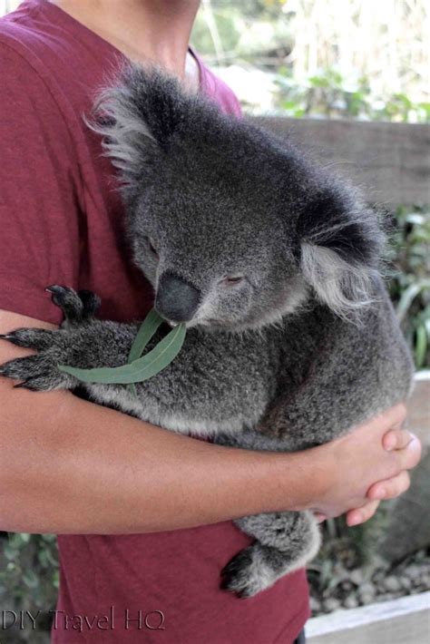 Koalas Hugging People