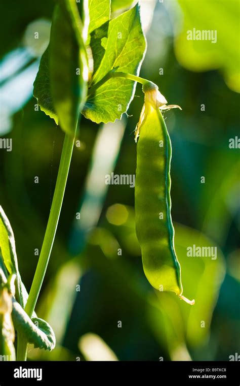 Pea pod plant hi-res stock photography and images - Alamy